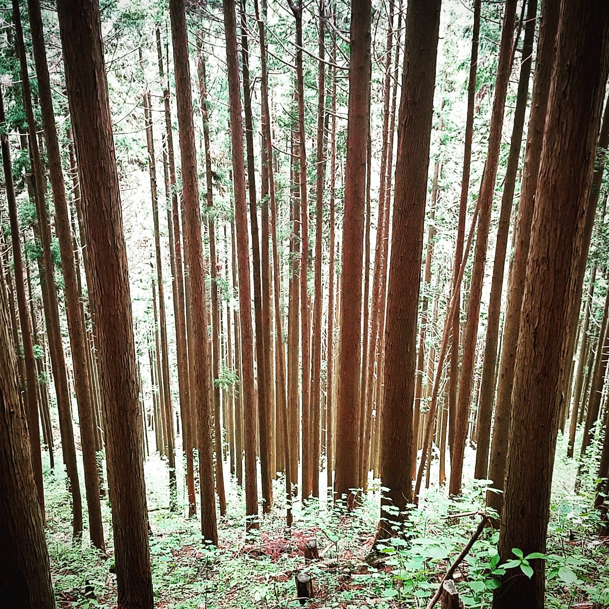 CreatorSundae's tweet photo. Forest

#naturewalking #innature #walkinginnature #beautifulnature #relaxinginnatute #minusion #forest #trees #woods #hiking #hikinginspring #hikinginjapan20180512 #may12th #whatdidyoudoyesterday #whatdidyoudotoday #suchafunday #masclesoar #tired #wasfun #nicewalking #mitakesan https://t.co/2lgWaolc0K