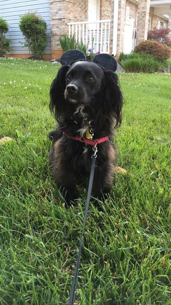 Mickey Mouse’s birthday means we celebrate #PuppyHenry style