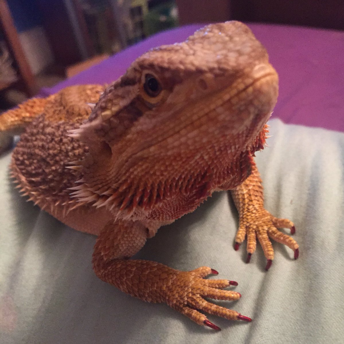 bearded dragon safe paint