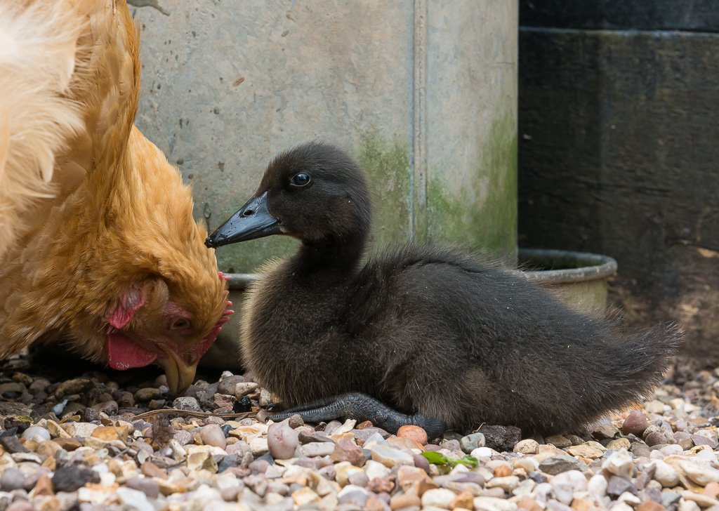 Botanics's tweet image. Great day at the @EmmaBridgewater factory tour yesterday.