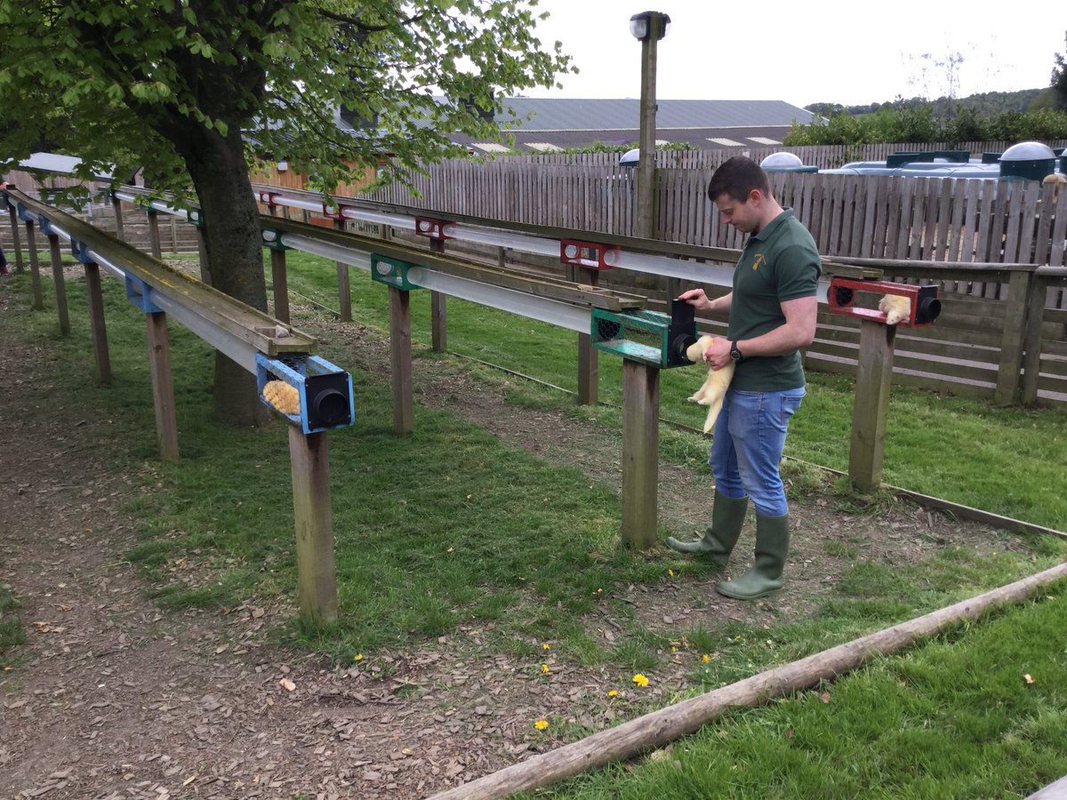 TranbyYear1's tweet photo. #DearFarm the sheep race and ferret race were really good fun to watch. The ferrets were so lazy they didn’t want to move and just fell asleep in the sunshine. Apparently ferret racing is something we used to do before the invention of television. https://t.co/APjVTa01GS