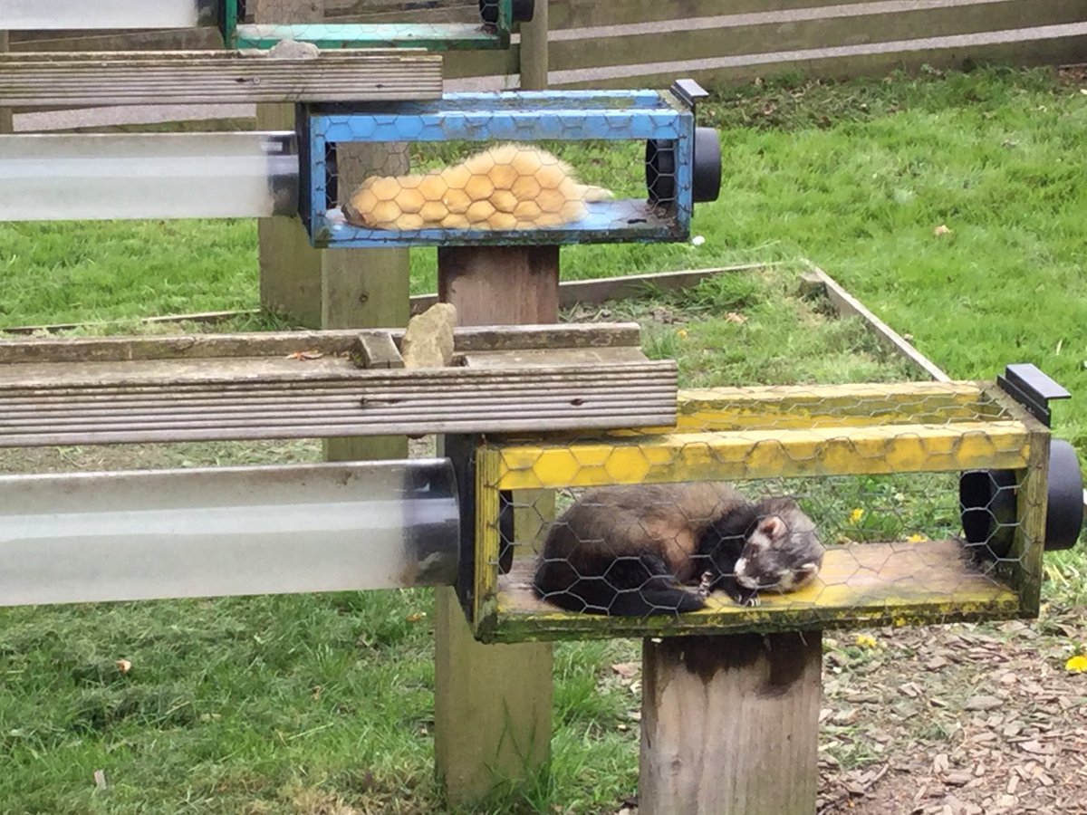 TranbyYear1's tweet photo. #DearFarm the sheep race and ferret race were really good fun to watch. The ferrets were so lazy they didn’t want to move and just fell asleep in the sunshine. Apparently ferret racing is something we used to do before the invention of television. https://t.co/APjVTa01GS
