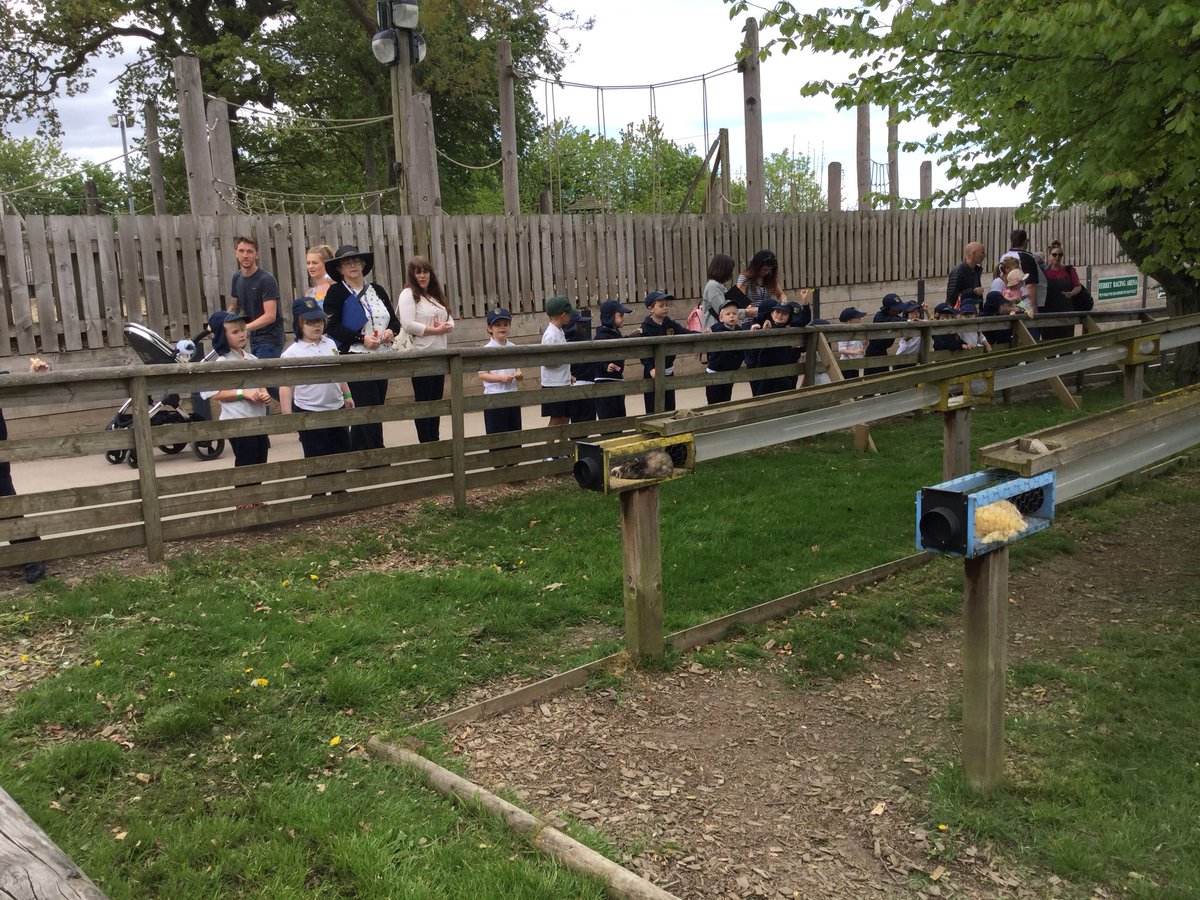 TranbyYear1's tweet photo. #DearFarm the sheep race and ferret race were really good fun to watch. The ferrets were so lazy they didn’t want to move and just fell asleep in the sunshine. Apparently ferret racing is something we used to do before the invention of television. https://t.co/APjVTa01GS