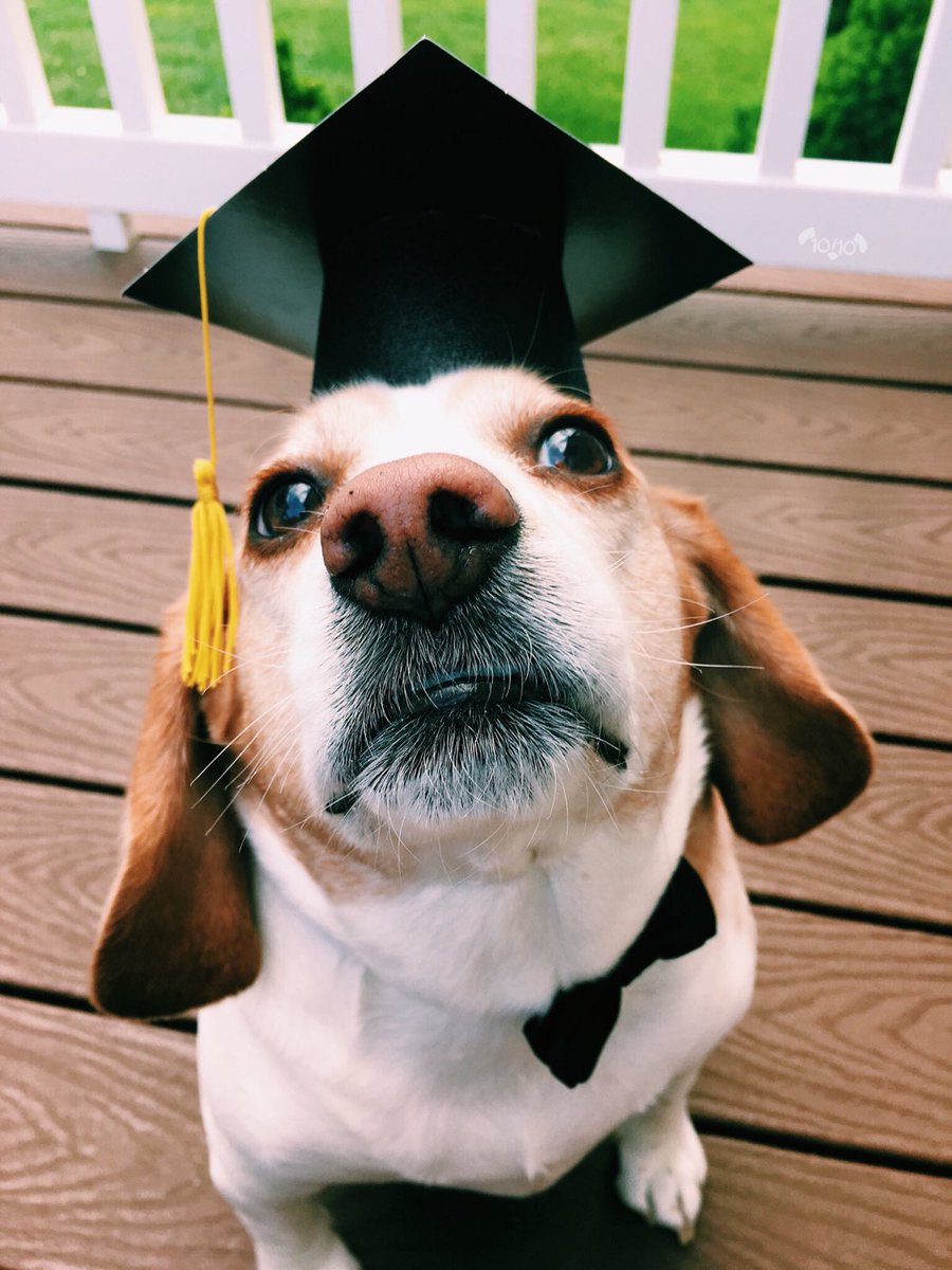 This is Cooper. He decided to go back to school later in life. Just graduated with his dogtorate. Never too old to fur-ther your education. 13/10 #SeniorPupSaturday