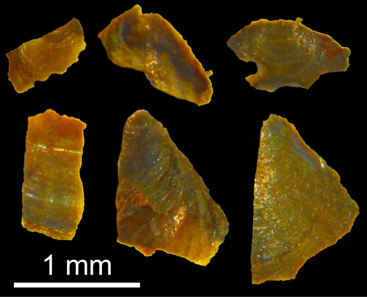 universetoday's tweet photo. Tiny fossils unlock clues to Earth's climate half a billion years ago -  https://t.co/Qr4Bxef3FG https://t.co/mElmHfK95P