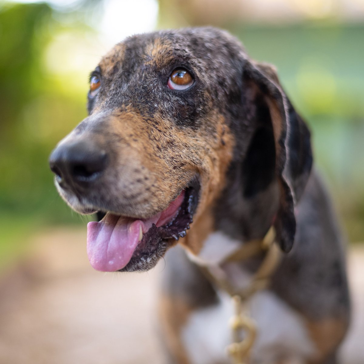 DogPlusBone's tweet image. We’re giving away a free collar and leash to one special mom for #mothersday. Check out our Instagram for details.