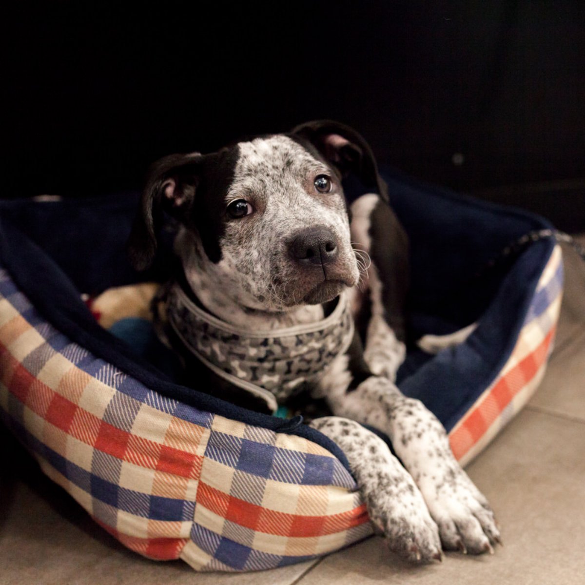 Animal House Vets (AH_Vets) Twitter