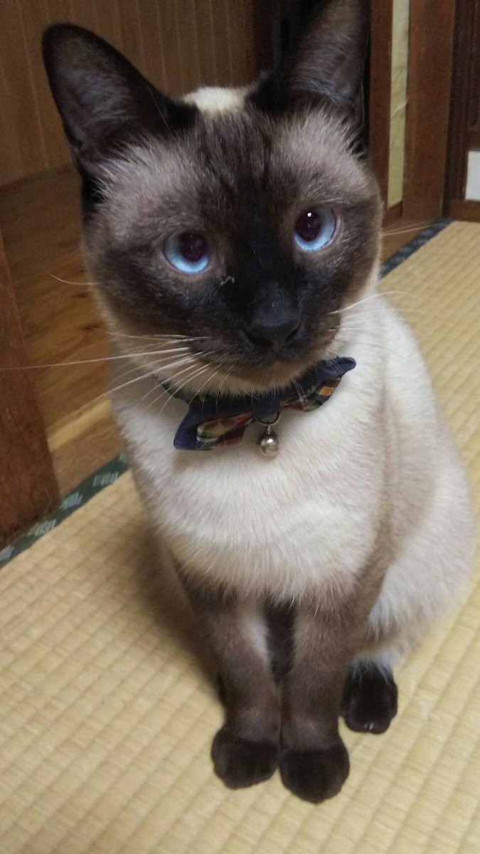 ふみえ 猫がいなくなりました 長崎市内です シャム猫っぽい感じの雑種です 名前はキティ1歳オス猫です 見かけたらご連絡ください 迷子猫 長崎市