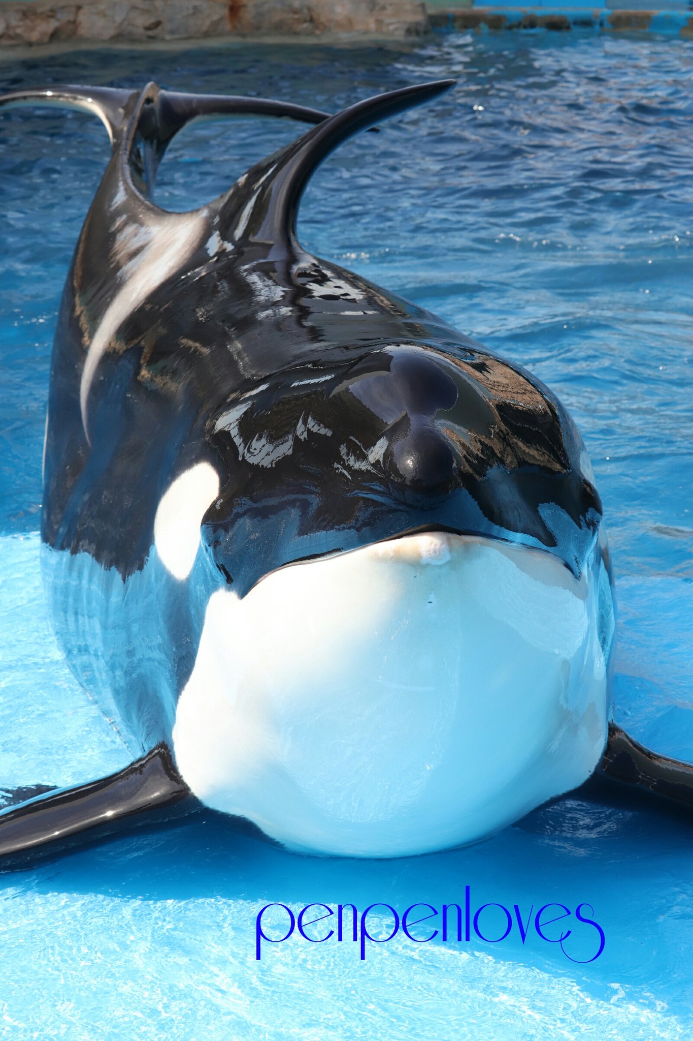 葉月はづき Penpenloves 今日は母の日です 日本の水族館にいるシャチの女ボス 名古屋港と鴨川 ステラです 5頭の娘を生み育てた母でもあり 2頭の孫がいるおばあちゃんでもあります 日本の水族館でシャチを見られるのはステラのおかげです ありがとう