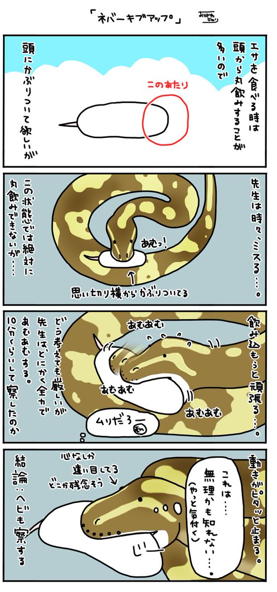 ボールパイソンのtwitterイラスト検索結果 古い順 ボールパイソンのtwitterイラスト検索結果 古い順