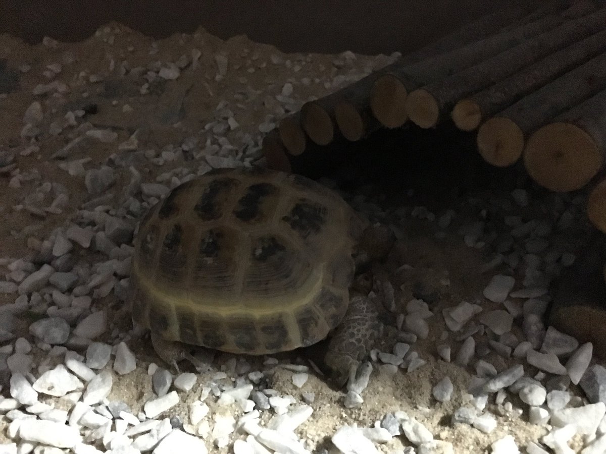 TortoiseTrugoy's tweet photo. I know my heat lamp is off but quite content right where I am😊🐢 https://t.co/Dj2FEpekQY