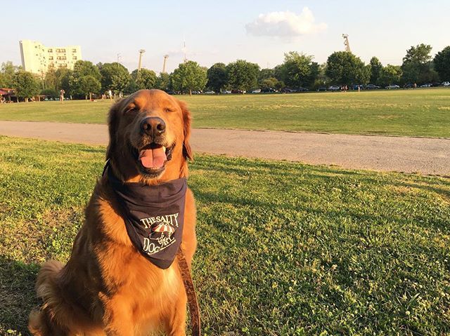HankTheGolden's tweet photo. Tonight’s picnic at park got me like...
.
.
.
#adventureswithhank #exploregeorgiapup #goldenretriever #golden #gloriousgoldens #pupbox #thepetpack #thedailygolden #dailyretriever #dogsofinstagram #goldensofinstagram #petsofinstagram #dogscorner #instadog… https://t.co/5EbaJkr0Ca https://t.co/ru5gxPVcfh