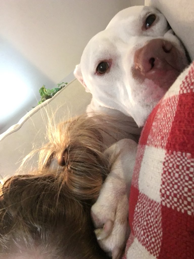 fishnetbruises's tweet photo. When my dog decided to lay on top of me earlier https://t.co/QmrjIxSFdl