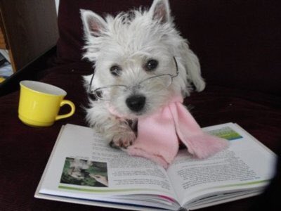jaguarjin's tweet photo. #ItsAlwaysAGoodTimeFor tea, books, and fur friends https://t.co/qnaGQ2YgaS