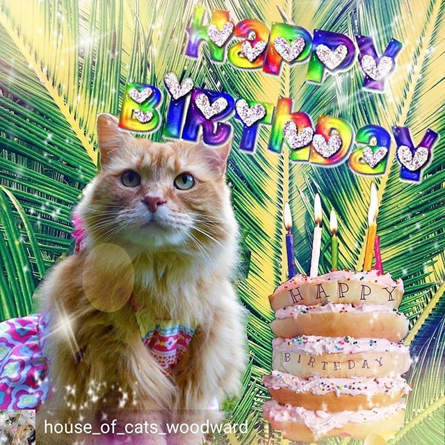 LunaTurd's tweet photo. It's my birthday and Momma didn't post a thing, but my pawesome furiends Adwen &amp; Aria did! Happy birthday to you too Adwen &amp; Aria!  I love you guys!❤️❤️❤️Regrann from @house_of_cats_woodward - -----------------------------------------------------… https://t.co/Uqwzztbvrq https://t.co/CjthYngQKK