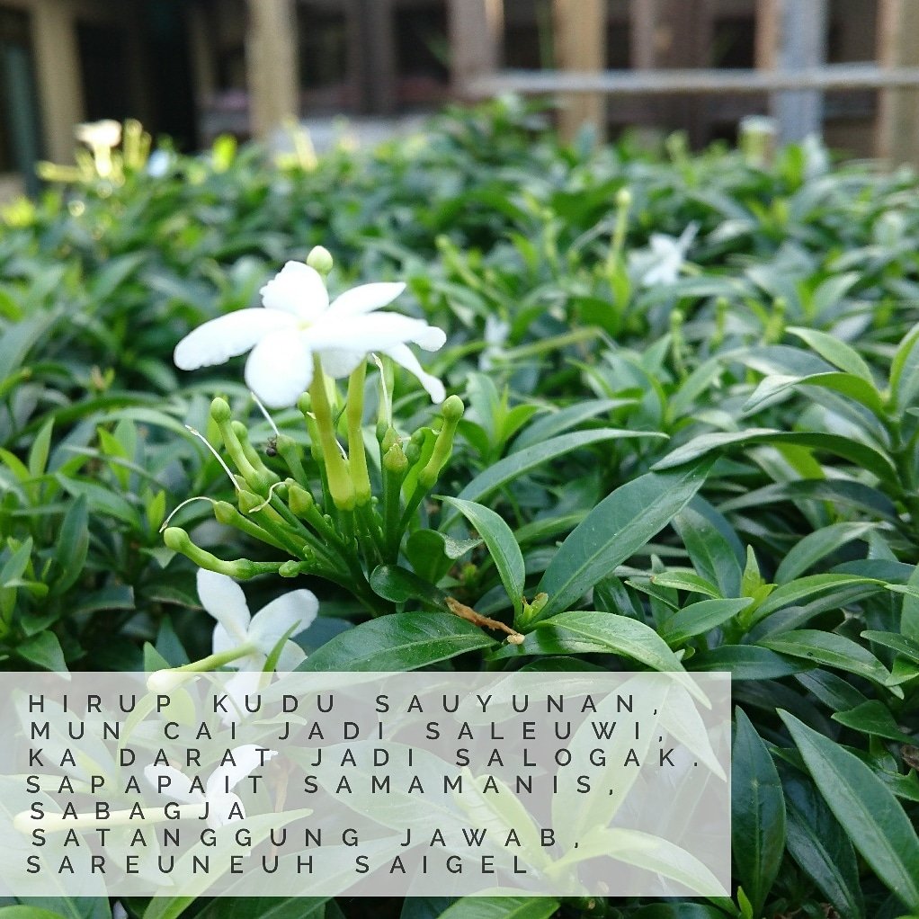 jhendriana's tweet photo. Hirup kudu sauyunan, mun cai jadi saleuwi, ka darat jadi salogak. Sapapait samamanis, sabagja satanggung jawab, sareuneuh saigel
#bunga #kembang #flowers
#android #androidphoto #droidgraphy
#photodroid #photography #photo #Xperia #z3plus #infobdg #atuhlahplis #droidatuhlahplis https://t.co/MgSryyq1H0