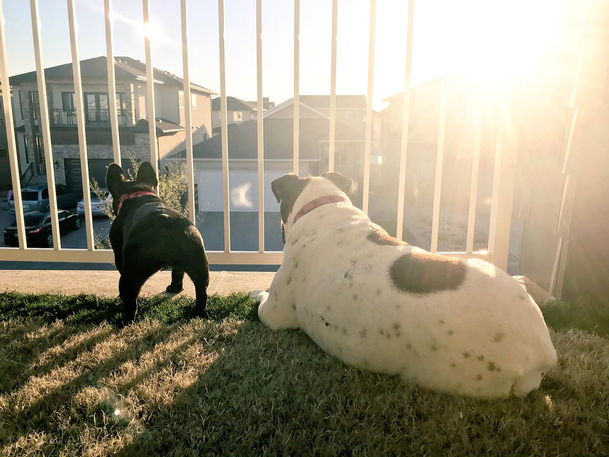 RiderChick15's tweet photo. My Little Babies are on duty #NeighbourhoodWatch #BulldogBabies #AgnusAndPiglet #DontMessWithTheseGirls https://t.co/cqnxaWuiUN
