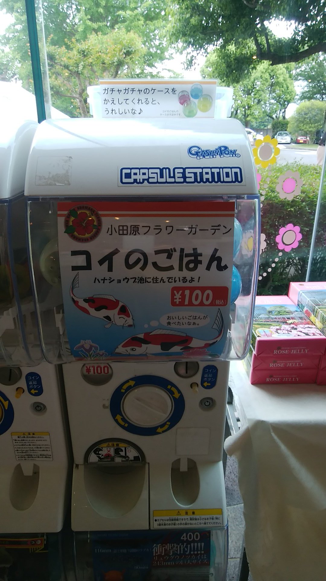 足柄のカメ 鯉の餌やりは園内のがちゃがちゃで100円で買ってからやるのが小田原フラワーガーデンのルール