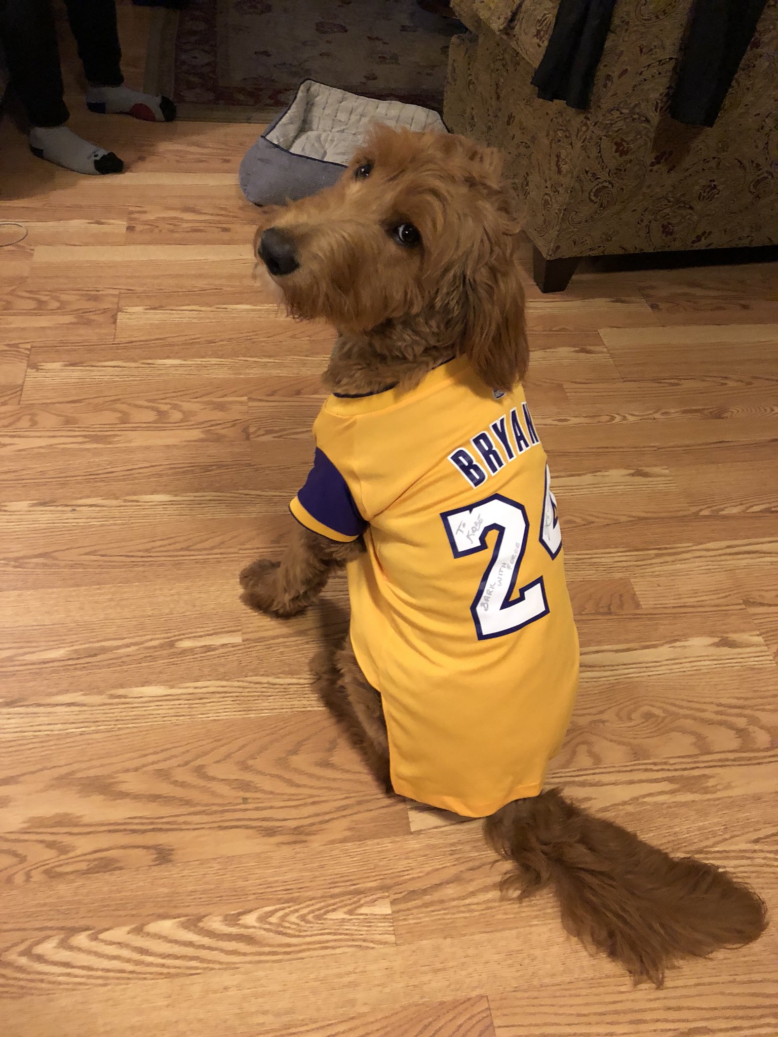 kobe dog jersey