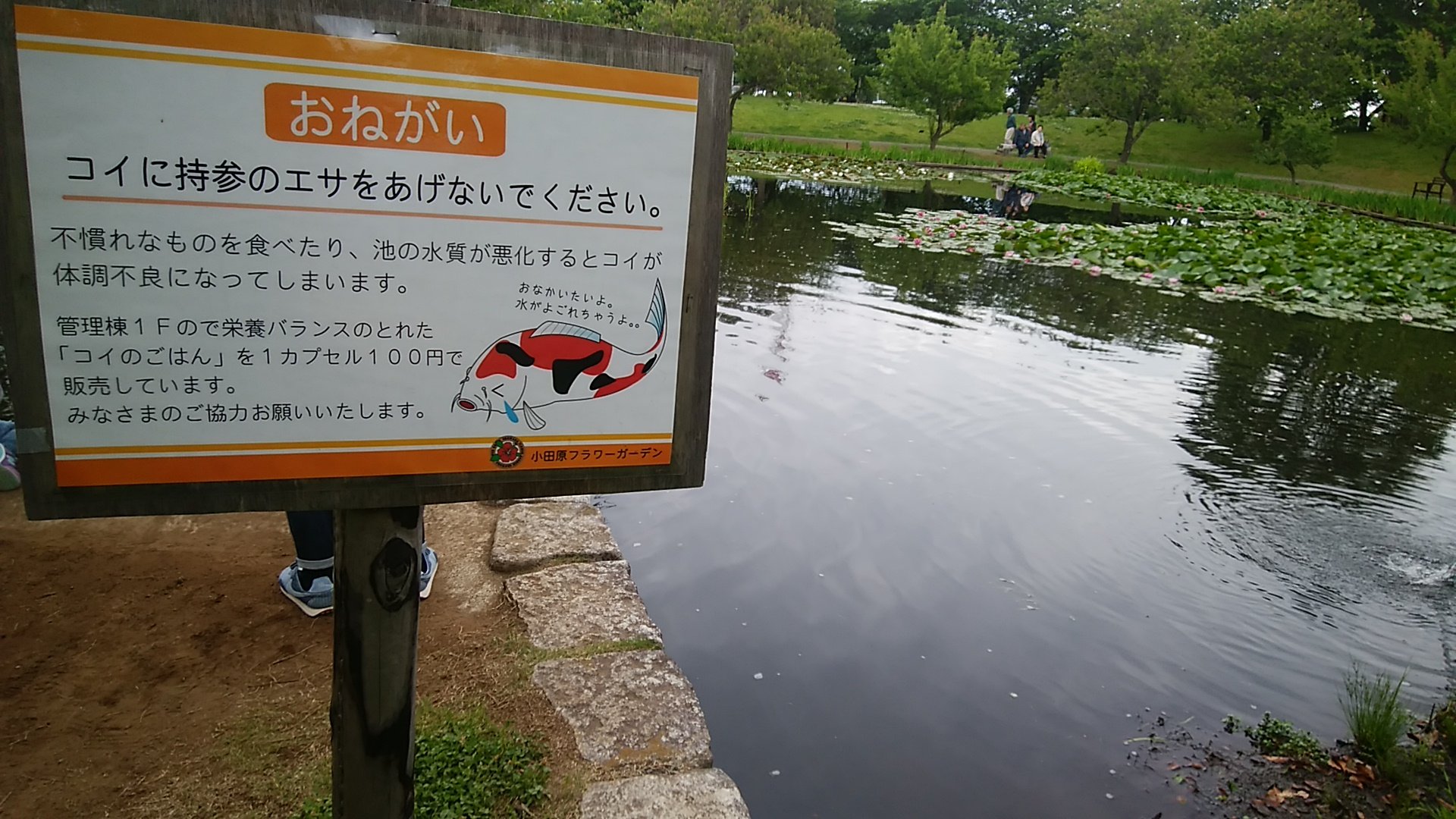 足柄のカメ 鯉の餌やりは園内のがちゃがちゃで100円で買ってからやるのが小田原フラワーガーデンのルール 足柄のカメ 鯉の餌やりは園内のがちゃがちゃで100円で買ってからやるのが小田原フラワーガーデンのルール