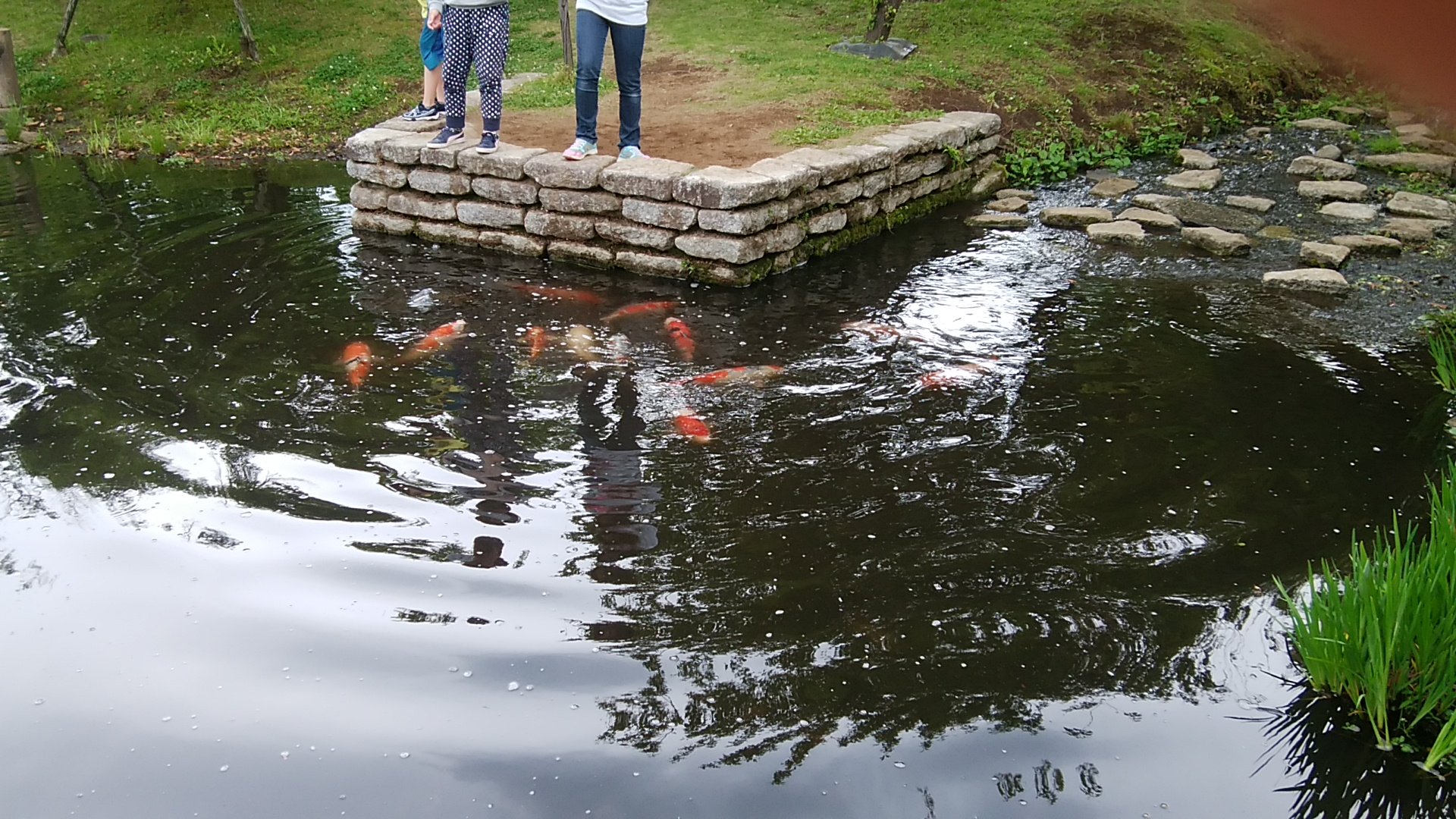 足柄のカメ 鯉の餌やりは園内のがちゃがちゃで100円で買ってからやるのが小田原フラワーガーデンのルール