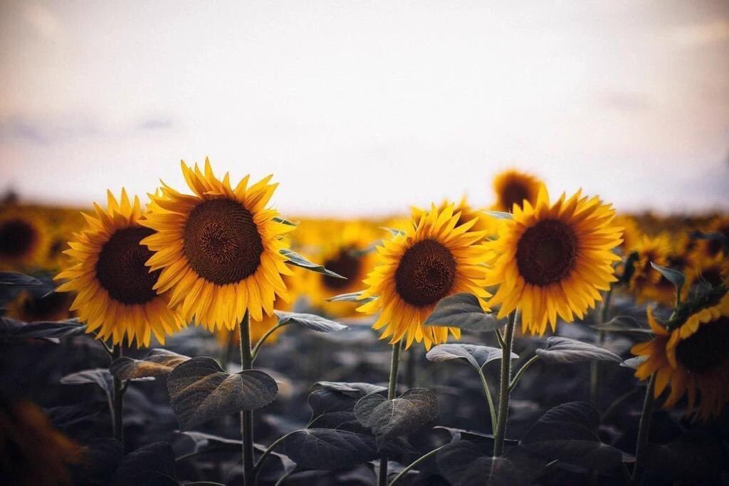 sunflowerlust's tweet image. A love for sunflowers 🌻