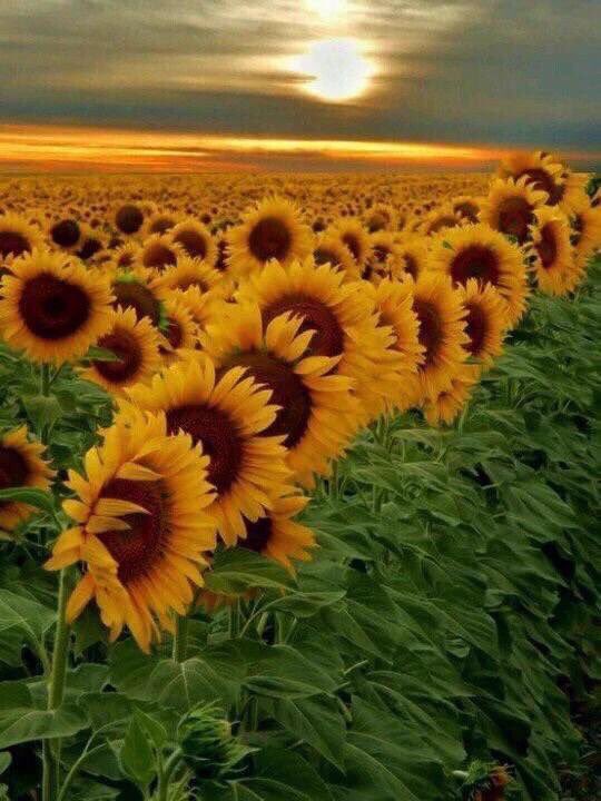 sunflowerlust's tweet image. A love for sunflowers 🌻