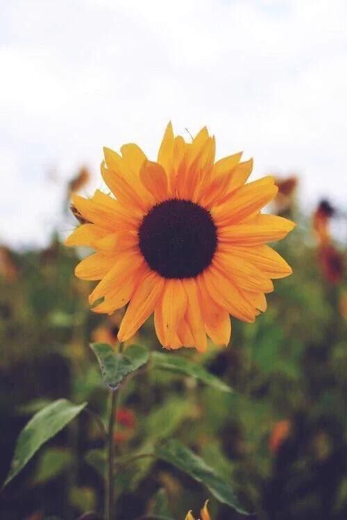 sunflowerlust's tweet image. A love for sunflowers 🌻