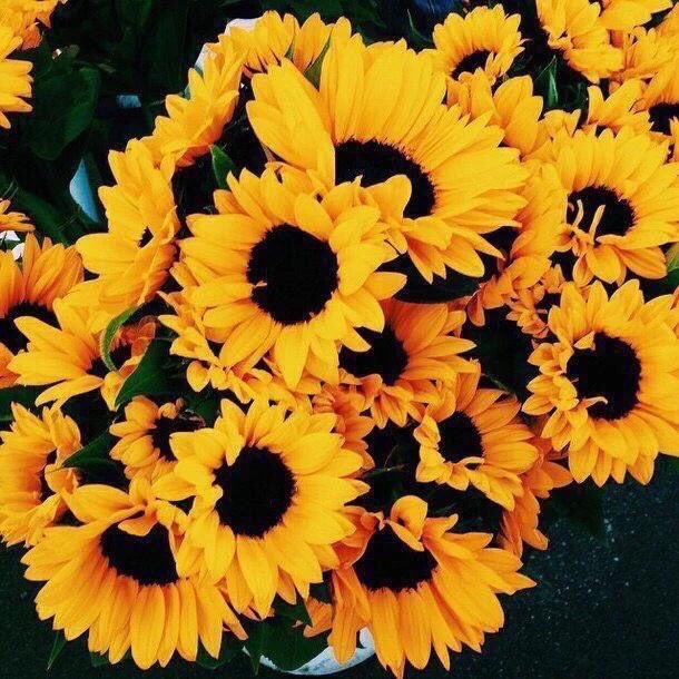 sunflowerlust's tweet image. A love for sunflowers 🌻