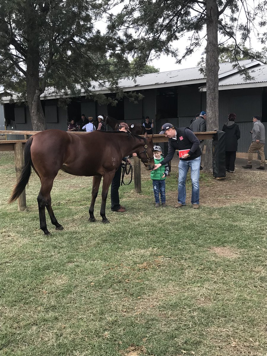NewgateFarm's tweet photo. Archie Bott’s pick of the @inglis_sales Scone Sale getting some extra hay ahead of her debut through the ring

She is Lot 108 @Davali_Tbs, a WANDJINA grand-daughter of Gr1 winner PORTO ROCA &amp; half sister to Gr2 winner @garymooreracing HAPPY GALAXY

Good luck to Dave &amp; Ali Hush 👍 https://t.co/ZgSAEZVQ3d