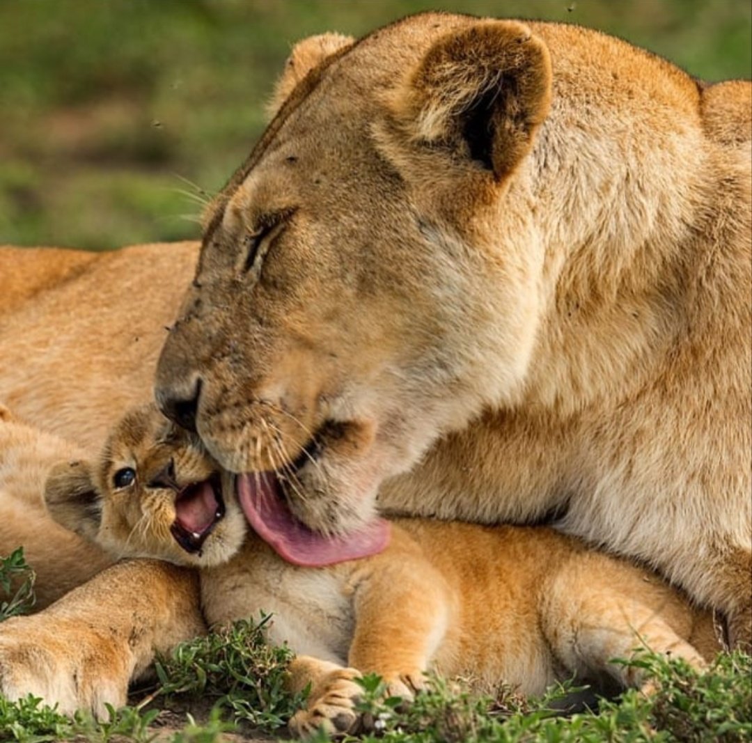 𓃬ra1nbow_l1on𓃭 on X