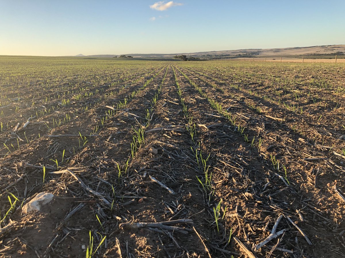 FreddoMorgan's tweet photo. Bank managers hour looking alright. Itβs not where it starts but where it finished though!
#chiefwheat #jd1890 https://t.co/1SCf6xRvqp