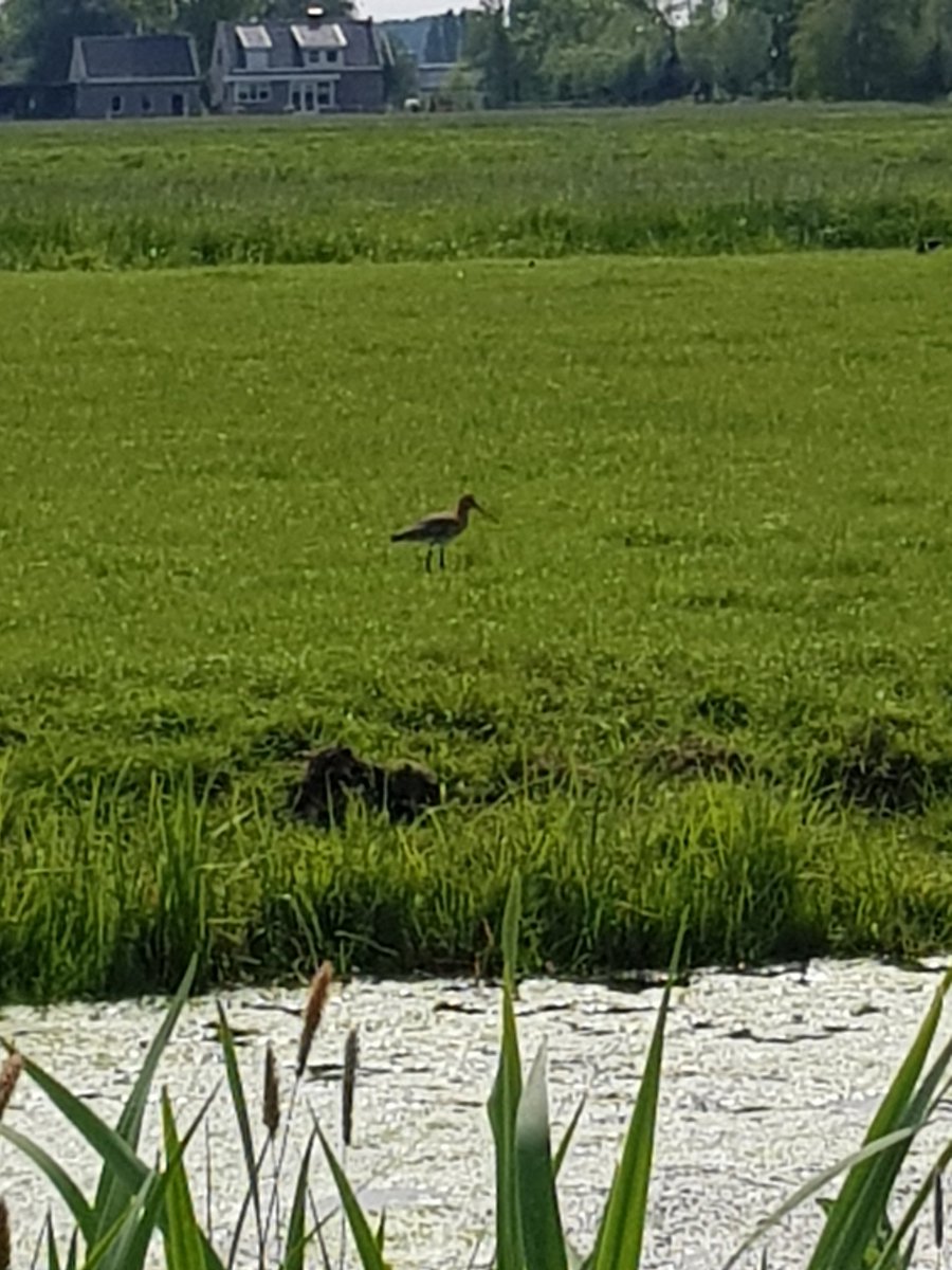 Rob Nieuwveld tweet media