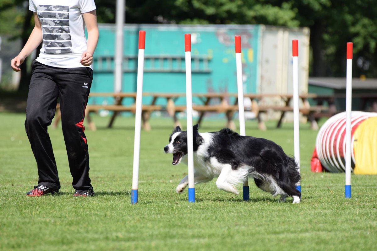 PTessensohn's tweet photo. First training with the Dutch junior agility team #EOJ2018 https://t.co/0ERmpxkWQe