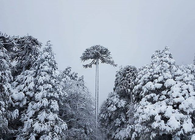 AChilepoh's tweet photo. 📸 @fajadue
52/65 #Conguillíoxachilepoh
Camino a la #laguna #Captren una #araucaria solitaria parece cuidar el Parque Nacional #Conguillio región de la #araucania #Chile 🇨🇱 #turismo #tourism #achilepoh #ecoturismo #viajeros #aventura #mochileros #nomades #amigos #southameri… https://t.co/qp4je15csk