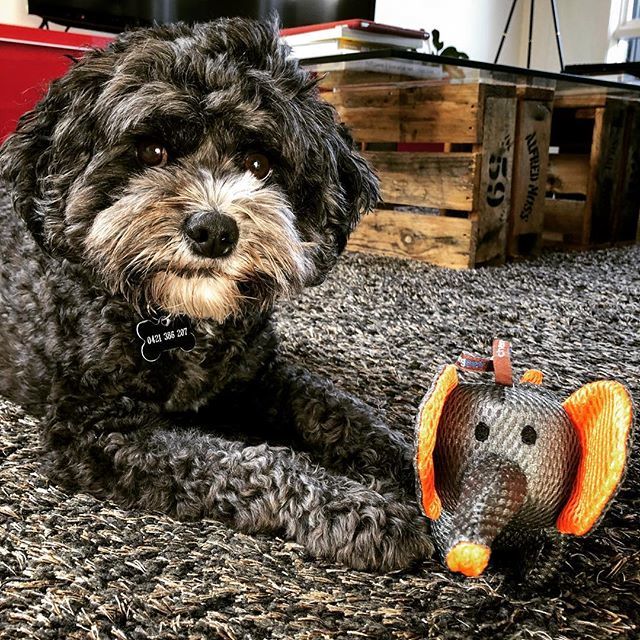 peter_bauld's tweet photo. Meet Trunks, my birthday present from Peter. We are just getting acquainted. Today I turn 5 🎂#birthdaydog #dogtoy @charming.pet https://t.co/BdbcilDro9 https://t.co/hUznuJUBHP