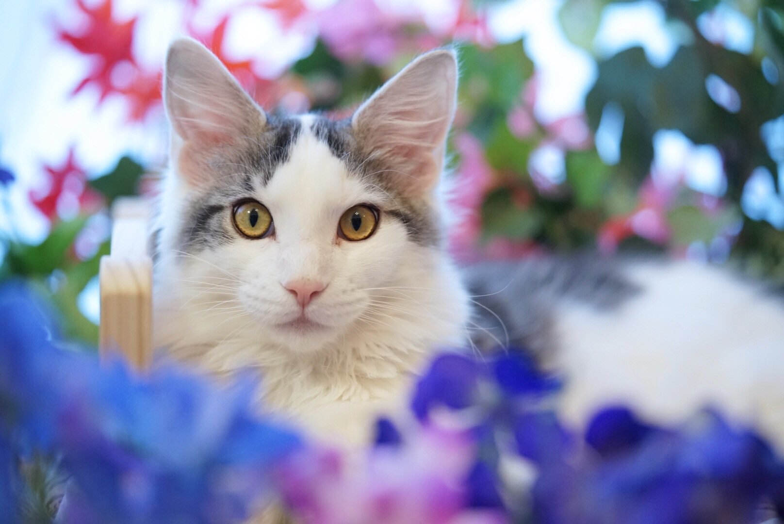 カントク 30日東ａ 45a 末っ子のたぬき猫 10kg超えの大型ルーキー まだまだ成長するけど しっぽの長さギネスは断念せざるを得ない予感 T Co 1qdak1ahw8 Twitter