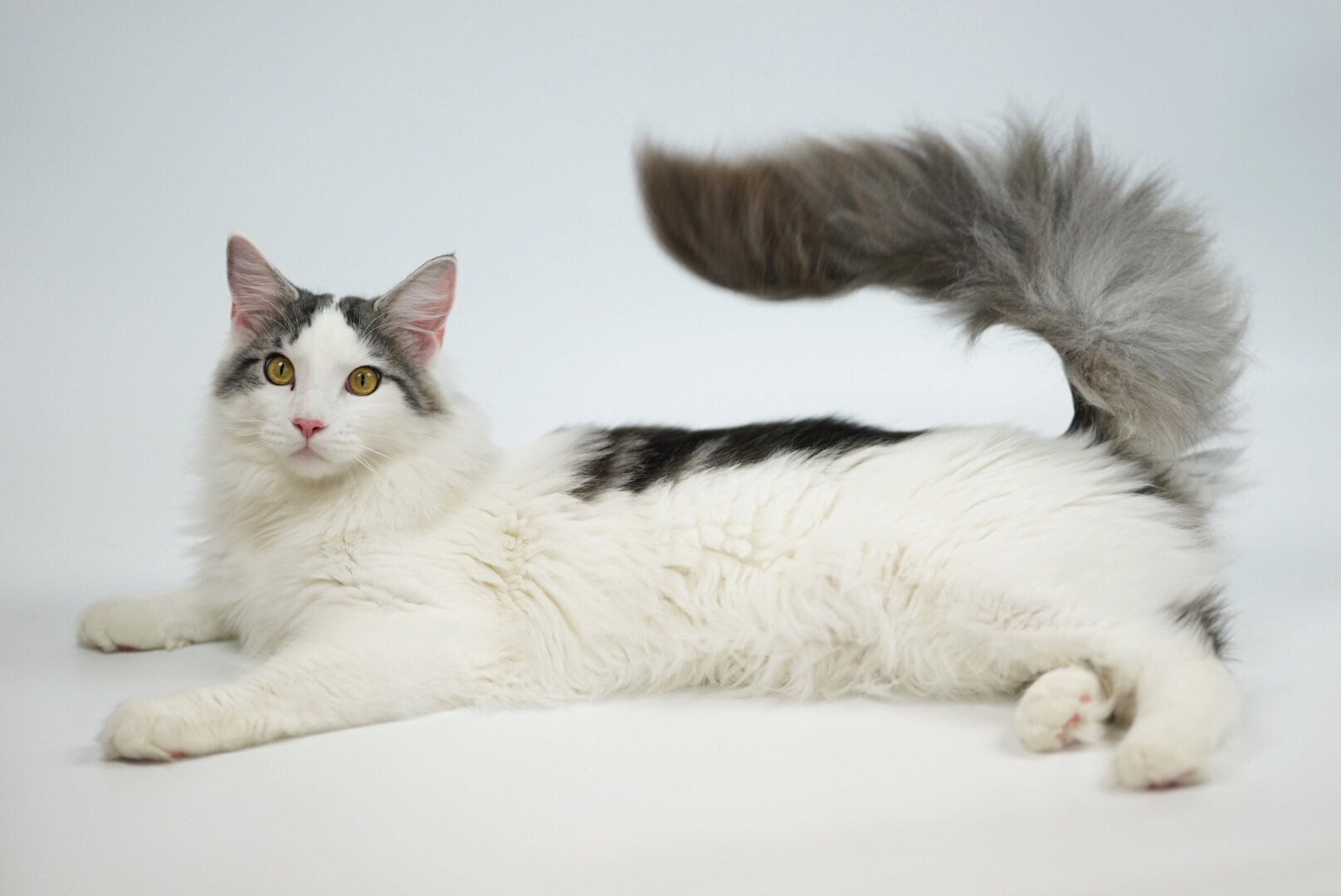 טוויטר カントク 30日東ａ 45a בטוויטר 末っ子のたぬき猫 10kg超えの大型ルーキー まだまだ成長するけど しっぽの 長さギネスは断念せざるを得ない予感 T Co 1qdak1ahw8