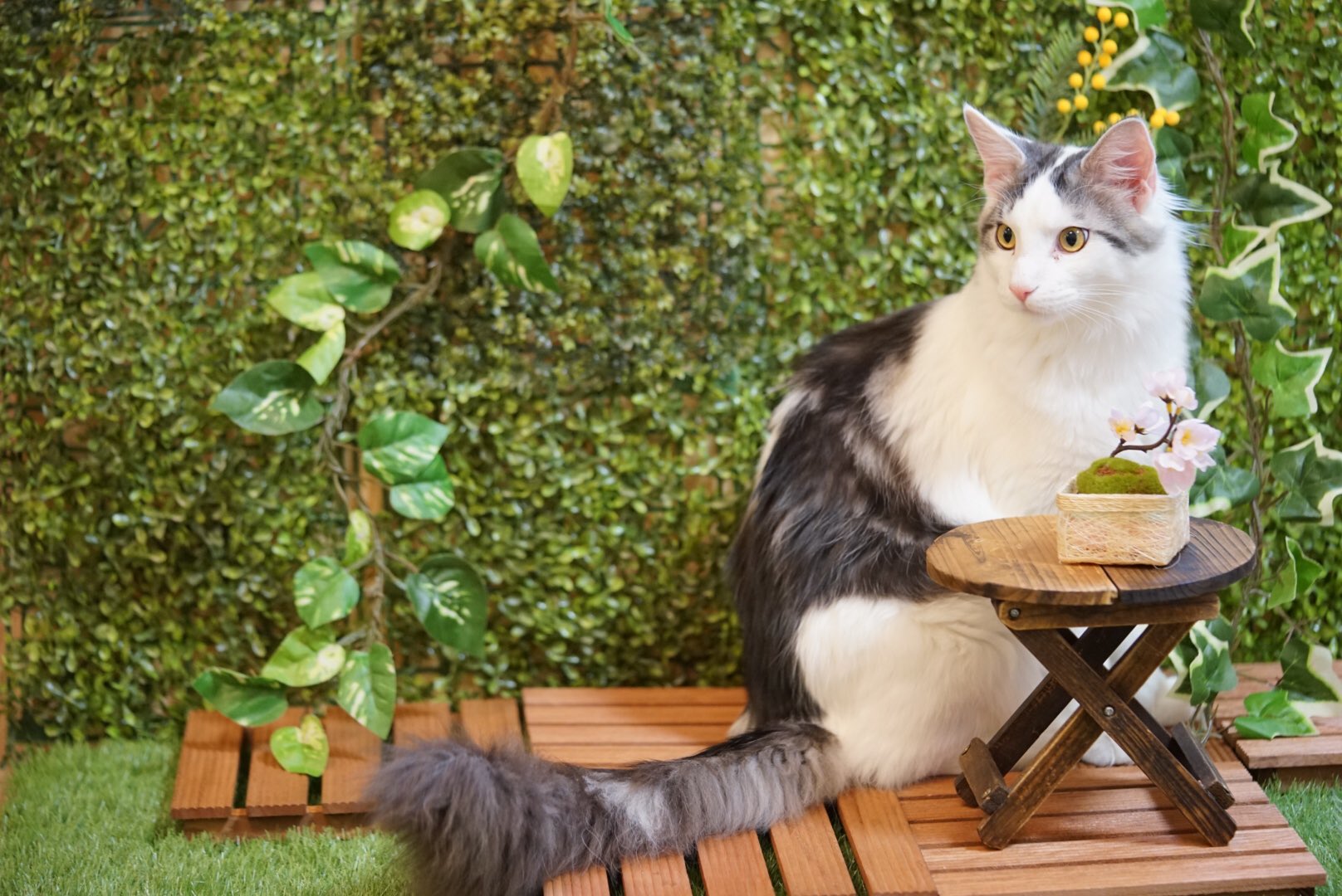 カントク 30日東ａ 45a 末っ子のたぬき猫 10kg超えの大型ルーキー まだまだ成長するけど しっぽの長さギネスは断念せざるを得ない予感 T Co 1qdak1ahw8 Twitter