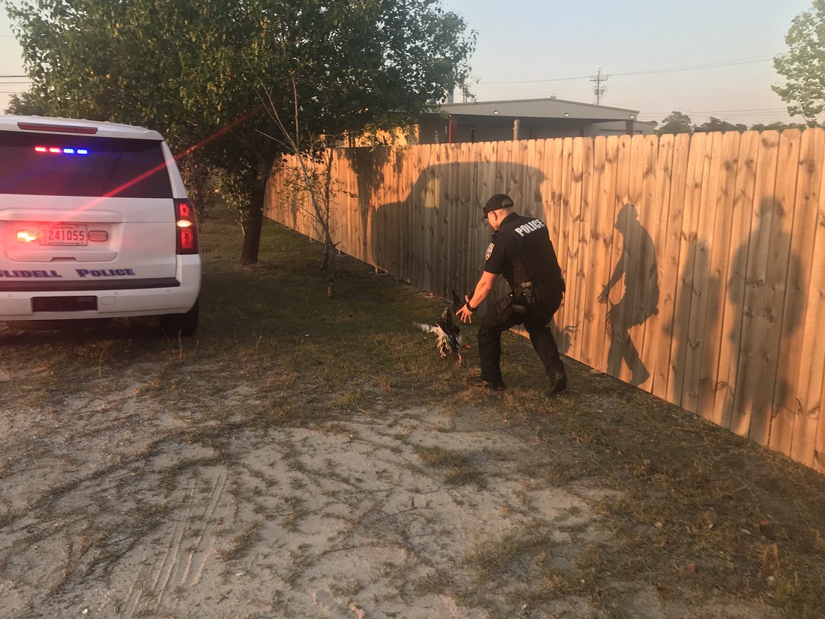 danielseuzeneau's tweet photo. @JakeMorris186 in a foot pursuit with a rooster! @OfficialLivePD https://t.co/HUgxWh4wTl
