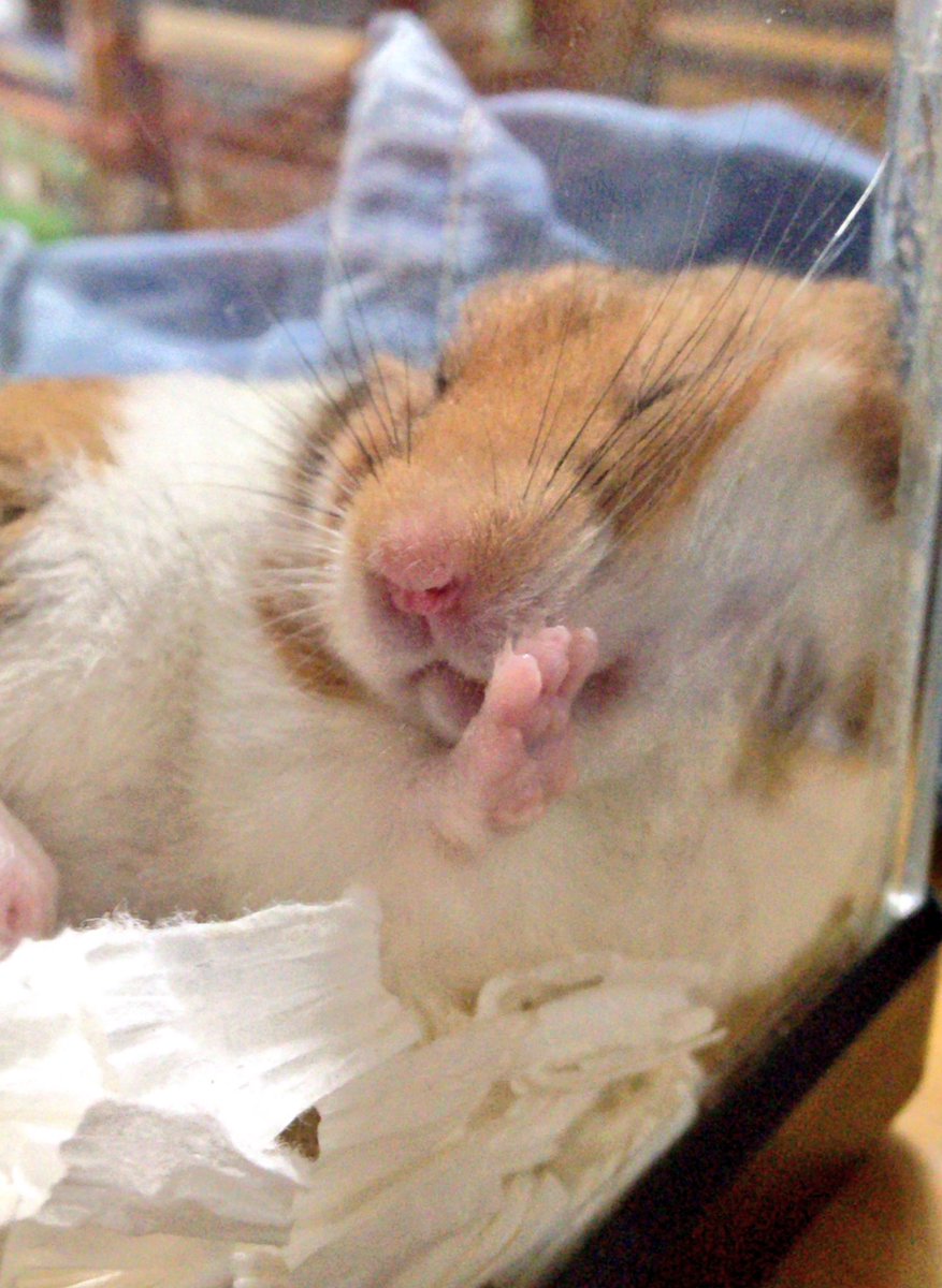えり tweet media