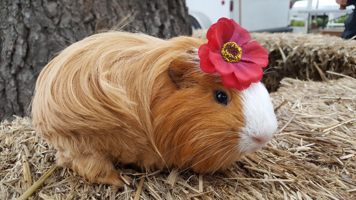 purebred guinea pigs