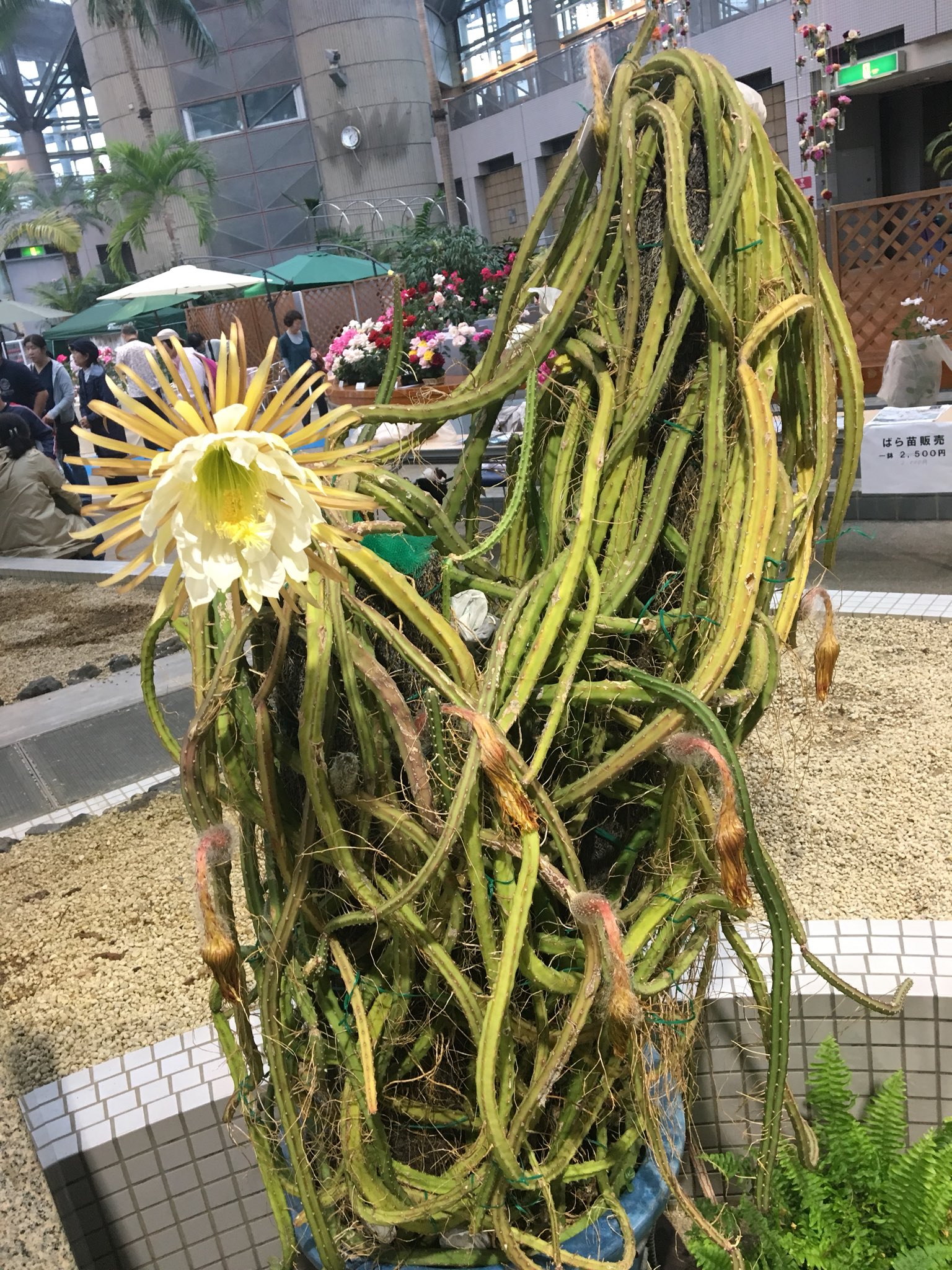 鷹取 諒 ｾﾗﾑﾝｺｽﾌﾟﾚ部 特別展示 夜の女王 サボテン科 Queen Of The Night Selenicereus Grandiflorus 荘厳な姿は圧巻の一言 サボテン 夜の女王 Queenofthe Night 大輪柱 Selenicereusgrandiflorus 咲くやこの花館 鶴見緑地
