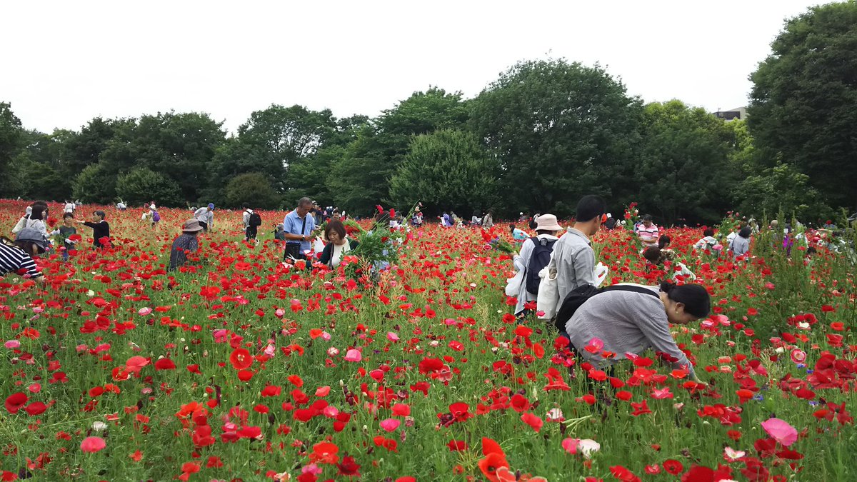 国営昭和記念公園 Twitterren カルガモも参加 シャーレーポピー摘み取り体験イベント開催中 来週日も開催します T Co Gqq3jxgz8v 軍手とハサミはご持参ください