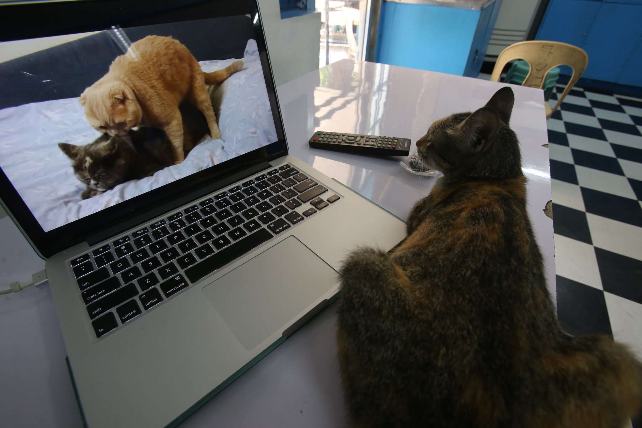 danny on X: My cat watching porn t.coY5L1W1Qbld  X