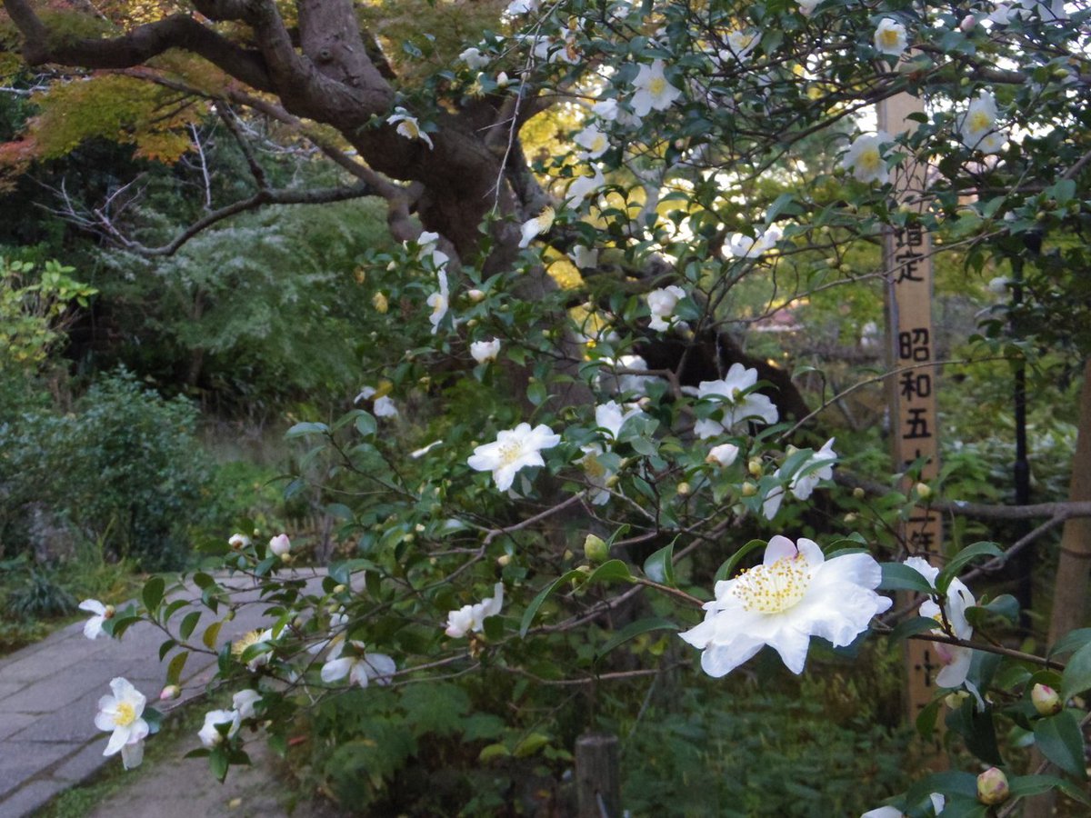 安国論寺本堂前には、幹回り1ｍ以上、樹齢四百年以上といわれる、市指定の天然記念物であるサザンカの古木がある。