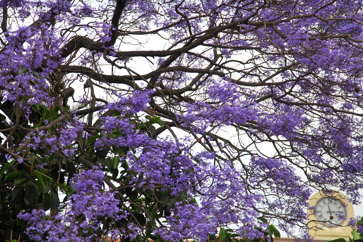 Riwajrai_2014's tweet photo. Nature in bloom. Jacaranda trees colored in purple rejoices every eyes that catch the sight in Kathmandu #nepal #jacarandra #Purple #power https://t.co/cx1wPKmtSW