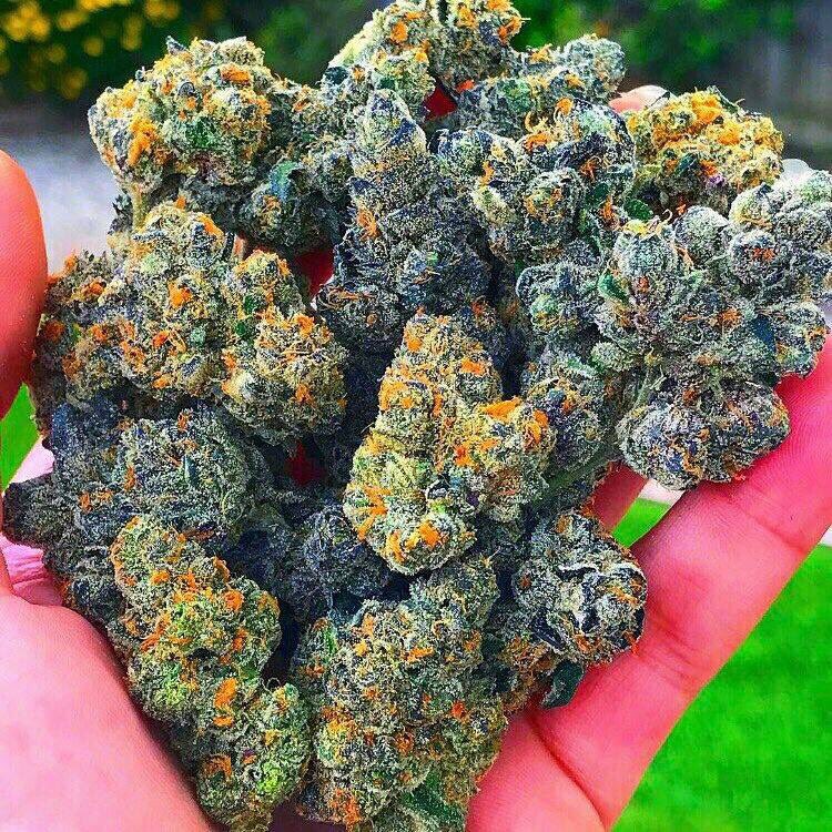 420plug2's tweet image. Beautiful blue cookies!! nature with just a small slice of nutes and we have this magic right here .