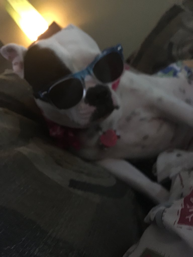 piddalicious's tweet photo. #pitbulldropoff for anyone who thinks they are doing the world a big favor: you all are so messed up. Stop. Just Stop. Pitubulls are sweet loving dogs who have been given a bad name by people who RAISED their dog like that. https://t.co/GNPsBMPzUt
