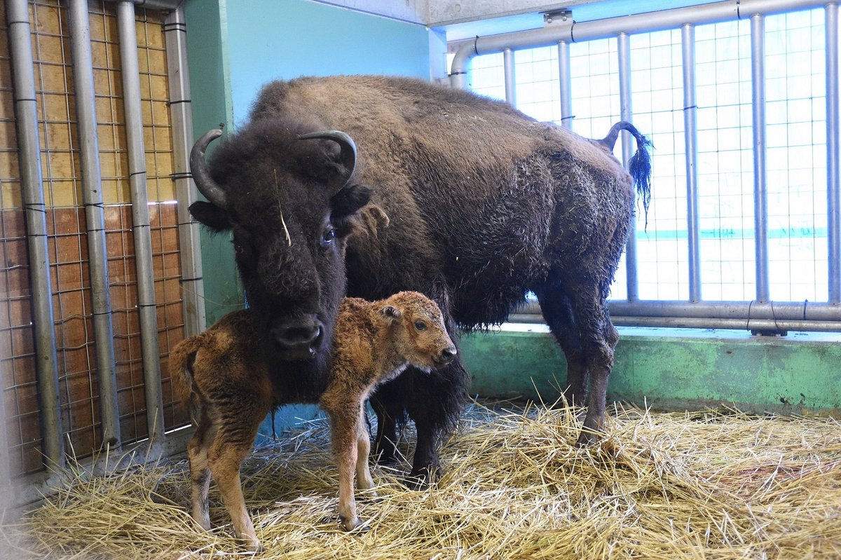 上野動物園 公式 5月12日 アメリカバイソンのメス ヒート が赤ちゃんを出産しました 親子の様子が落ち着くまで展示は中止させていただきますが あたたかく見守っていただければ幸いです